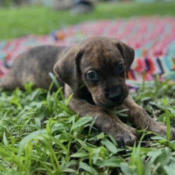 Coonhound and Catahoula Leopard Dog Dogs Available for Adoption in New Orleans, Louisiana - Doc | PetCurious
