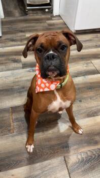 Sage *Foster Needed * -  Boxer Dog for Adoption in Woodbury, Minnesota - Sage *Foster Needed * | PetCurious