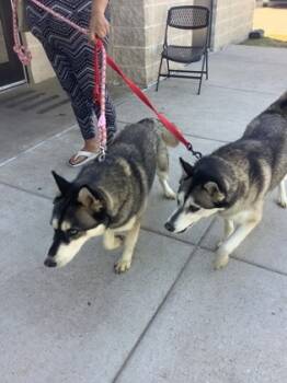 Rescue Husky and Mixed Breed Dogs for Adoption in Fort Worth, Texas - D1 | PetCurious