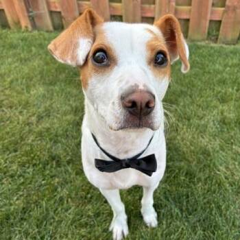 Buddy -  Jack Russell Terrier Dog for Adoption in Plainfield, Illinois - Buddy | PetCurious