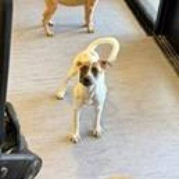 Lida Bida Boda Butt -  Mixed Breed Dog for Adoption in Palm Springs, California - Lida Bida Boda Butt | PetCurious