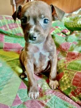 Storm -  Chihuahua and Chiweenie Dog for Adoption in Baker, Louisiana - Storm | PetCurious