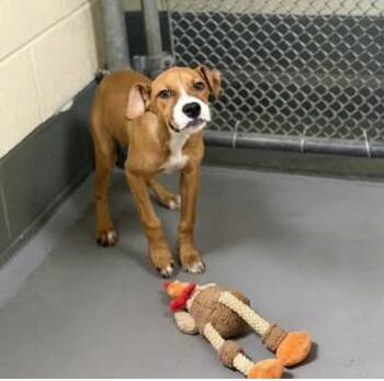 Cece -  Boxer Dog for Adoption in Statesville, North Carolina - Cece | PetCurious
