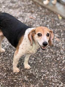 Bonnie -  Beagle Dog for Adoption in Bolivia, North Carolina - Bonnie | PetCurious