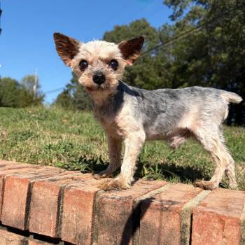 Marvin -  Yorkshire Terrier Dog for Adoption - Marvin | PetCurious