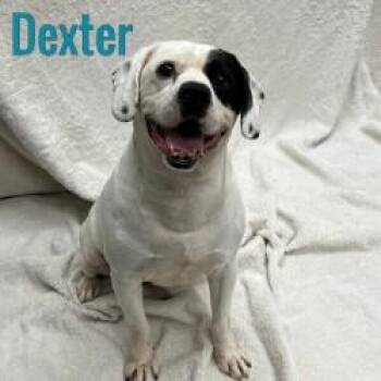Dexter -  Beagle Dog for Adoption in Pleasantville, New Jersey - Dexter | PetCurious
