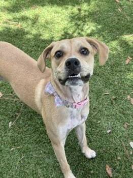 Nova - 1 -  Labrador Retriever and Beagle Dog for Adoption in Daytona Beach, Florida - Nova - 1 | PetCurious