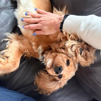 Cocker Spaniel Dogs Available for Adoption in Minneapolis, Minnesota - Jack | PetCurious