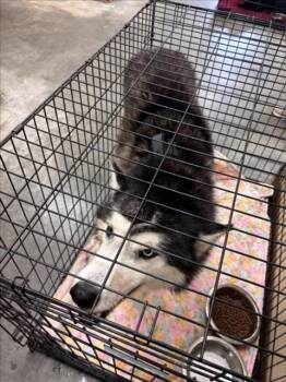 Rescue Husky Dogs for Adoption in Texas City, Texas - PESO | PetCurious