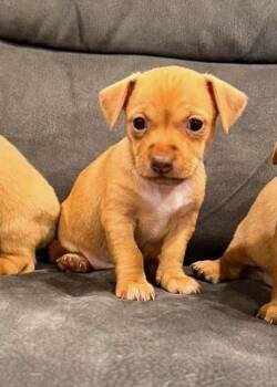 Halo -  Chihuahua Dog for Adoption in Lodi, California - Halo | PetCurious
