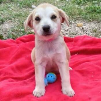 Mira -  Labrador Retriever and Mixed Breed Dog for Adoption in West Islip, New York - Mira | PetCurious
