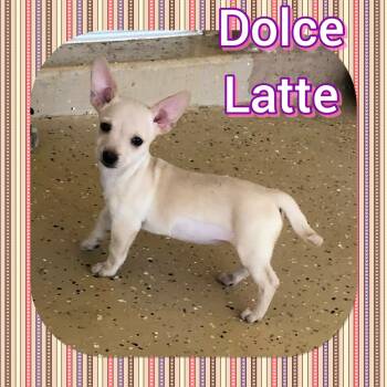 Rescue Chihuahua Dogs for Adoption in Tucson, Arizona - Dolce Latte | PetCurious