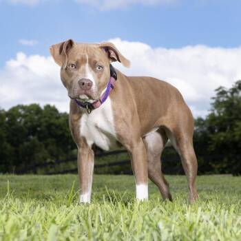 Amoura -  Mixed Breed Dog for Adoption in Franklin, Tennessee - Amoura | PetCurious