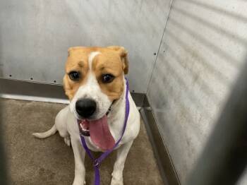 Rescue Pit Bull Terrier Dogs for Adoption in San Bernardino, California - LUCKY | PetCurious