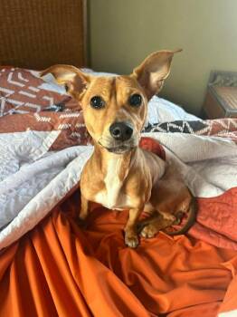 Chihuahua Dogs Available for Adoption in Oregon, Ohio - Chica | PetCurious