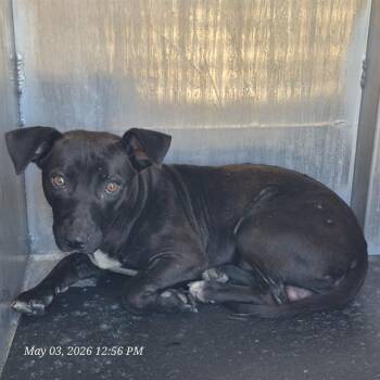 Dachshund Dogs Available for Adoption in San Antonio, Texas - A806268 | PetCurious