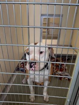 Mixed Breed Dogs Available for Adoption in Columbia, Tennessee - Petey | PetCurious