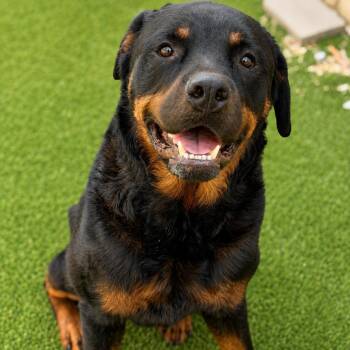 Juice (Benefactor Dog) -  Rottweiler Dog for Adoption in New Orleans, Louisiana - Juice (Benefactor Dog) | PetCurious