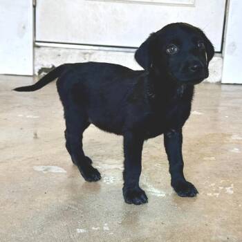 Frappuccino 6272 -  Black Labrador Retriever Dog for Adoption in Loxahatchee Groves, Florida - Frappuccino 6272 | PetCurious