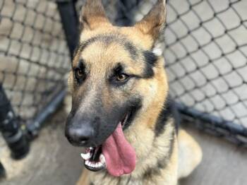 German Shepherd Dog and Mixed Breed Dogs Available for Adoption in Tulsa, Oklahoma - HAMILTON | PetCurious