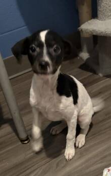 Preserves -  Rat Terrier and Mixed Breed Dog for Adoption in Paducah, Kentucky - Preserves | PetCurious