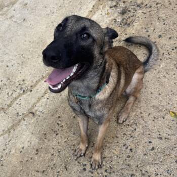 Belgian Shepherd Malinois Dogs Available for Adoption - Santo | PetCurious