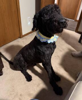 Labrador Retriever and Standard Poodle Dogs Available for Adoption in Brooklyn Center, Minnesota - Duncan Doo* | PetCurious