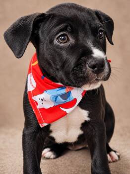 Pit Bull Terrier Dogs Available for Adoption in Nahunta, Georgia - MONK | PetCurious