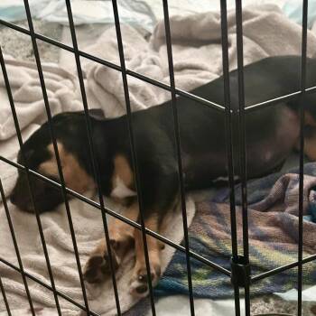 Yappy* -  Pit Bull Terrier Dog for Adoption in San Gabriel, California - Yappy* | PetCurious