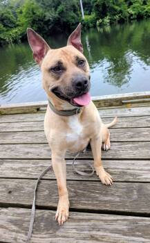 Pit Bull Terrier Dogs Available for Adoption in Colonial Heights, Virginia - Homer | PetCurious
