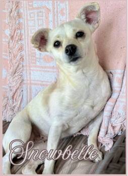 Snowbelle -  Chihuahua Dog for Adoption in Milton, Florida - Snowbelle | PetCurious