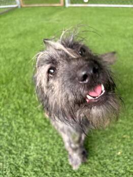 Mixed Breed Dogs Available for Adoption in New York, New York - Mika | PetCurious