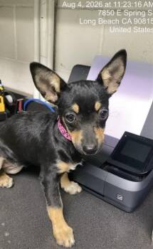 PENNY -  Chihuahua and Mixed Breed Dog for Adoption in Long Beach, California - PENNY | PetCurious