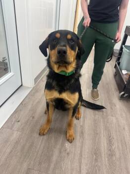 Great Pyrenees and Shepherd Dogs Available for Adoption in Glenfield, New York - Bear | PetCurious