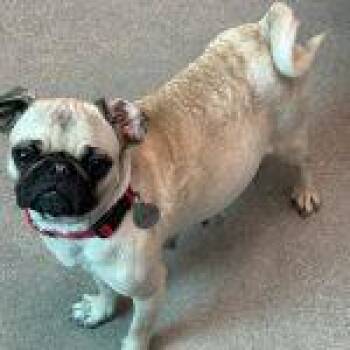 Pug Dogs Available for Adoption in Green Valley, Arizona - Lucy | PetCurious