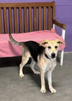 **VIOLET** -  Shepherd Dog for Adoption in North Prairie, Wisconsin - **VIOLET** | PetCurious