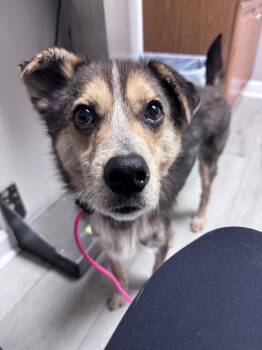 Shepherd Dogs Available for Adoption in Greenville, South Carolina - Stax Omega | PetCurious