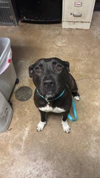 Terrier Dogs Available for Adoption in New Braunfels, Texas - Mazie | PetCurious
