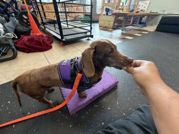 Daisy West -  Dachshund Dog for Adoption in Pearland, Texas - Daisy West | PetCurious