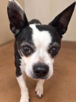 Tux -  Boston Terrier Dog for Adoption in Winfield, Kansas - Tux | PetCurious