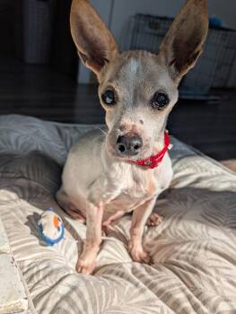 Chihuahua Dogs Available for Adoption - GrandMa Chi | PetCurious