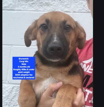 Brunswick -  Corgi Dog for Adoption in Oviedo, Florida - Brunswick | PetCurious