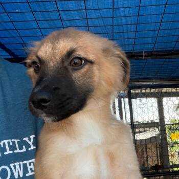 Kie -  Mixed Breed Dog for Adoption in Lake Jackson, Texas - Kie | PetCurious