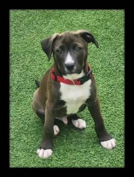 ONYX* -  Pit Bull Terrier and Mixed Breed Dog for Adoption in Santa Cruz, California - ONYX* | PetCurious