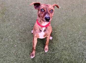 Terrier and Mixed Breed Dogs Available for Adoption - JUNG KOOK | PetCurious