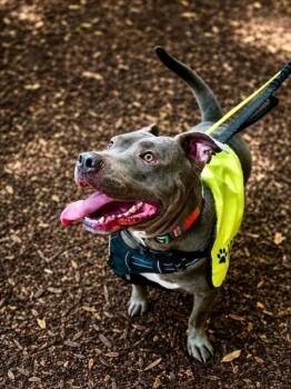 JEFF -  Pit Bull Terrier Dog for Adoption in Charlotte, North Carolina - JEFF | PetCurious