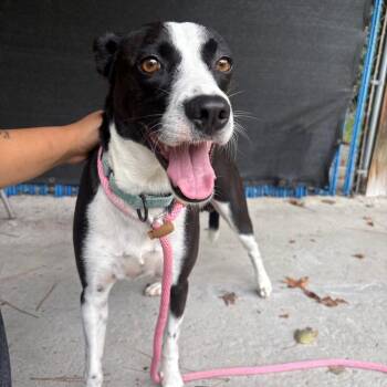 Mickey -  Mixed Breed Dog for Adoption in Summerville, South Carolina - Mickey | PetCurious