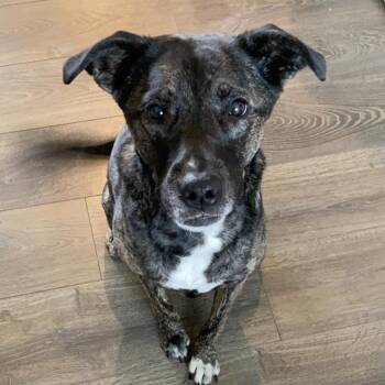 Willie -  Mixed Breed Dog for Adoption in Columbia, Missouri - Willie | PetCurious