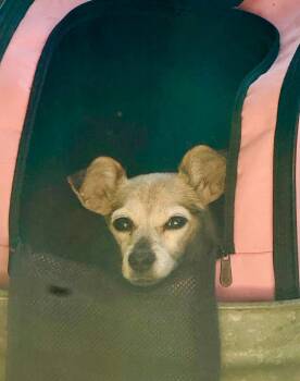 Rescue Chihuahua Dogs for Adoption in Wilsall, Montana - Lily | PetCurious