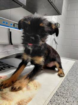 Chihuahua Dogs Available for Adoption - Josie | PetCurious